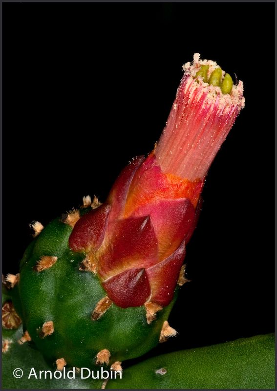 Cactus Flower That I Took 3 Photos Of for Improve ...