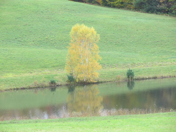 Birch tree in full fall colors....