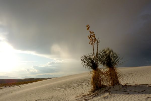 Yucca out of season.... no flowers...
