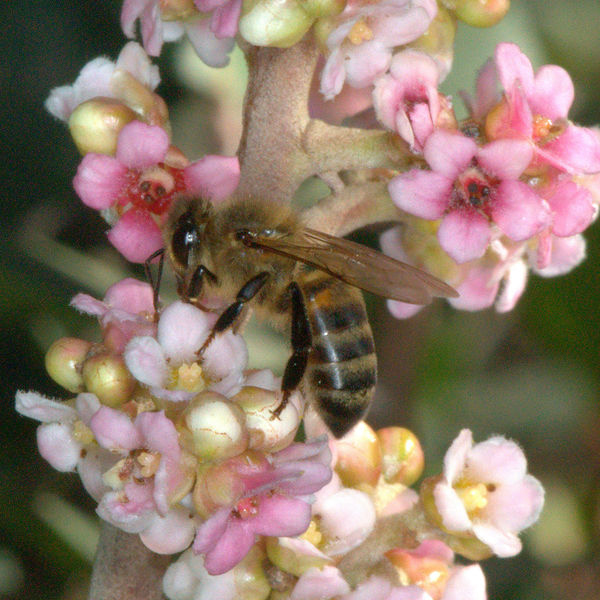 Western Honeybee on Scrub Oak blossoms...