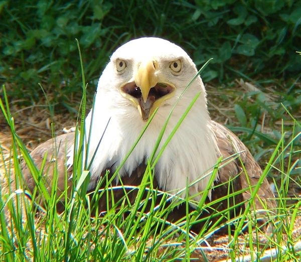 One unhappy mama Eagle...