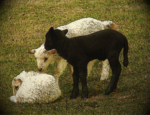 One black sheep in the family...