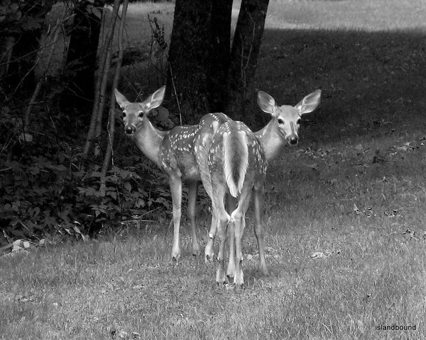 Taken in the Moosehead region of Maine...