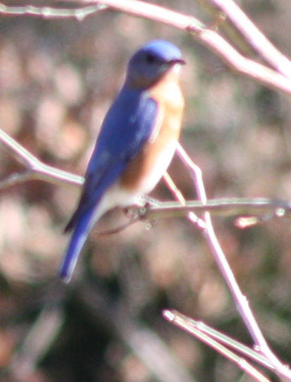 Bluebird Taken in same place as the first one...