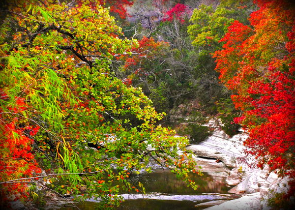 Autumn Colors - Oak Cliff, TX...