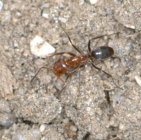Bi-Colored Pyramid Ant (Dorymyrmex bicolor) 1-3...