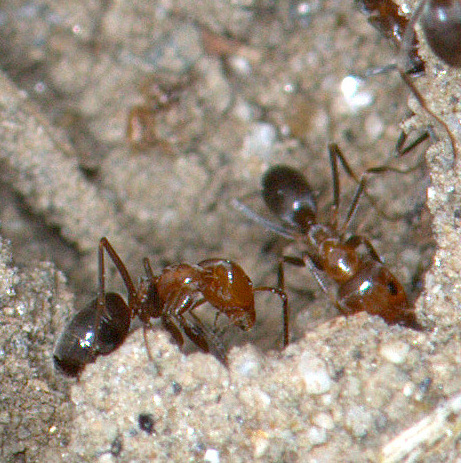 Bi-Colored Pyramid Ant (Dorymyrmex bicolor) 1-2...