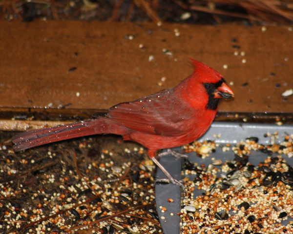 Another cardinal...