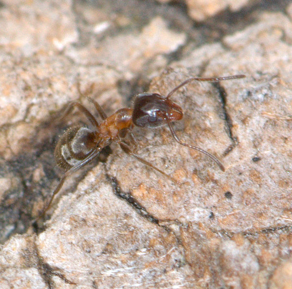 Velvety Tree Ant (Liometopum occidentale) 1...