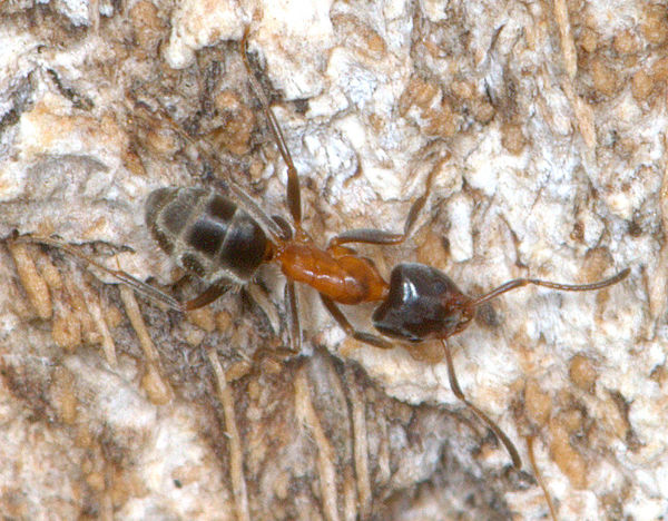 Velvety Tree Ant (Liometopum occidentale) 2...