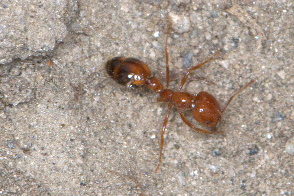 Southern Fire Ant, major worker (Solenopsis xyloni...