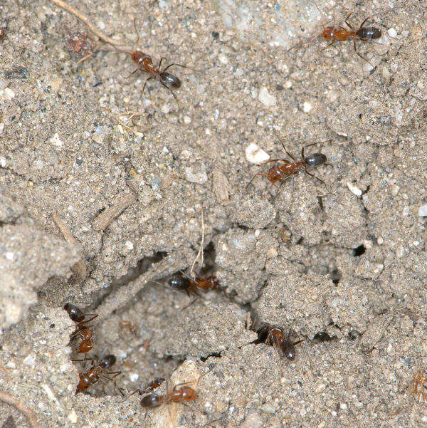 Bi-Colored Pyramid Ant (Dorymyrmex bicolor) colony...