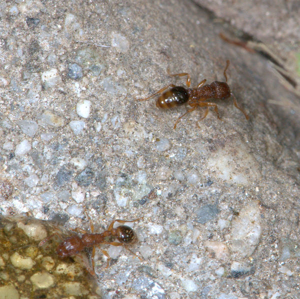 (Invasive) Guinea Ant (Tetramorium bicarinatum) on...
