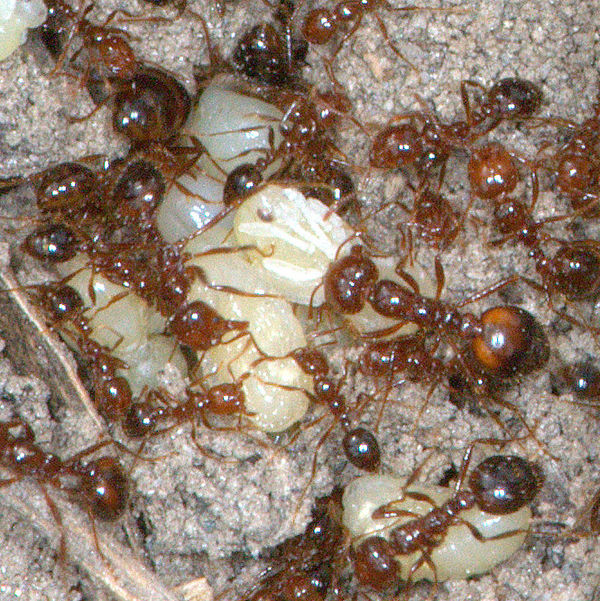 Red Imported Fire Ants (Solenopsis invicta) 1-1...