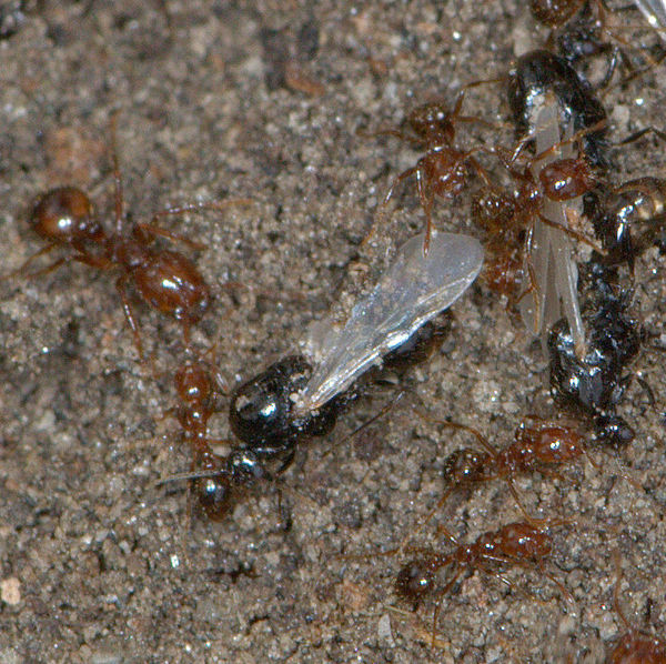 Red Imported Fire Ants (Solenopsis invicta) 2-1...