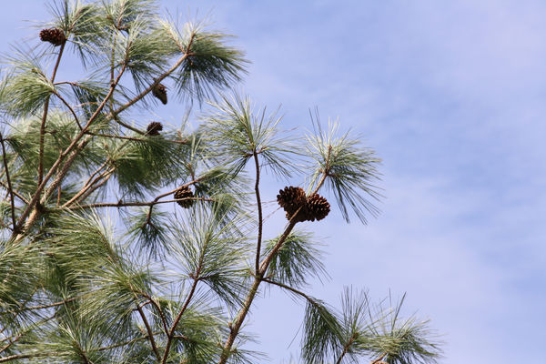 Pine cones and blue sky,full size...