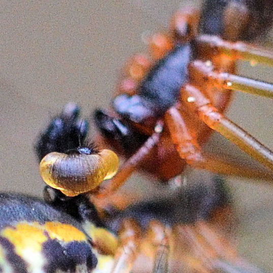 Spermatophore on palps: cropped image...