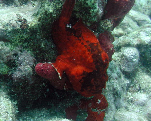 Frogfish in St. Lucia...
