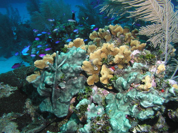 Mixed Corals...