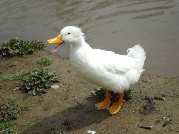 Aflac!...