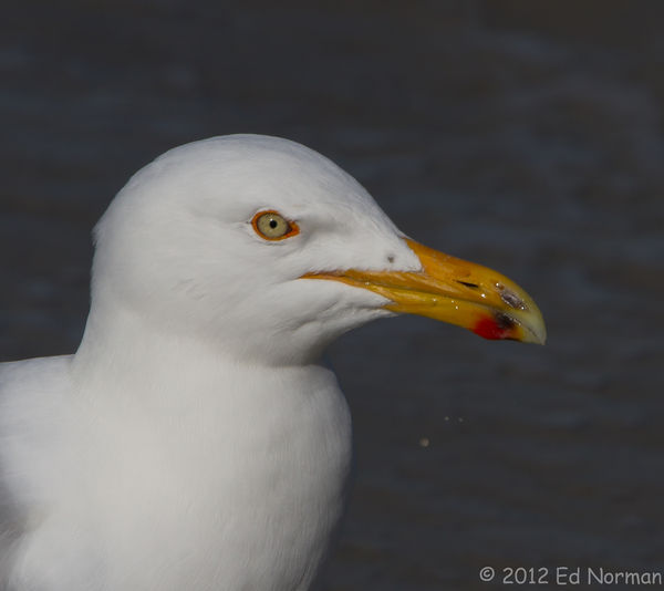 Herring Gull close up at Avalon,NJ...