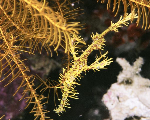 Solenostomas Cyanopterus...