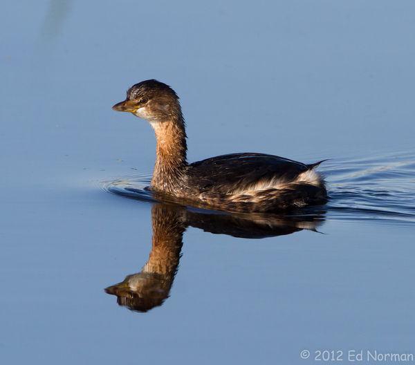 Pied-billed Grebe in late February-non-breeding pl...