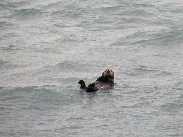 Sea Otter in Gulf of Alaska, Seward...