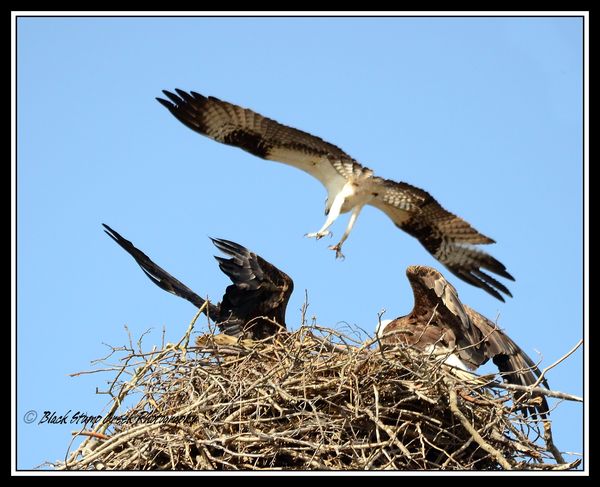 osprey attacking with both in nest...