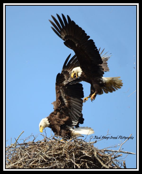 mom and dad returning to nest...