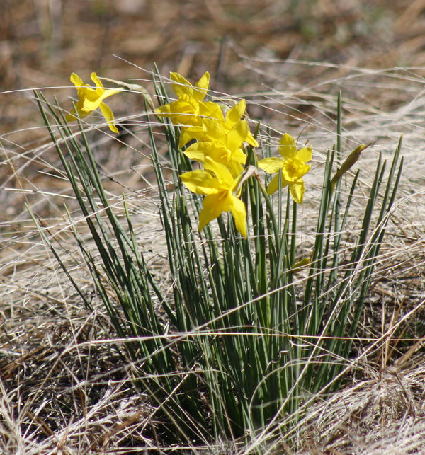 windblown daffodill...