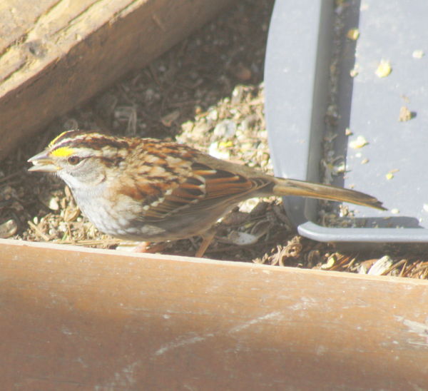 whitwethroated sparrow February...