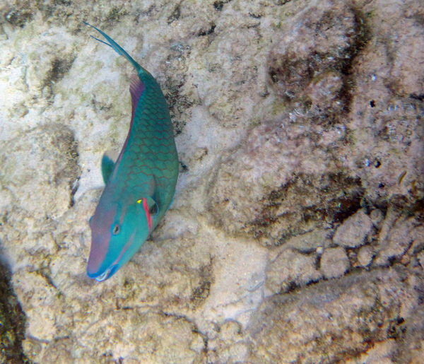 This parrotfish and I had a relationship it seemed...