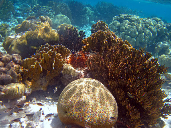 Love the corals...