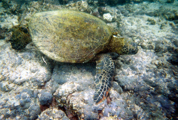 My first good turtle photo also Big Island also cy...