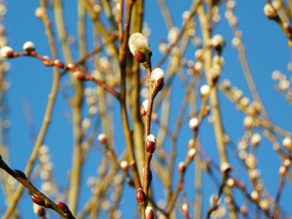 Pussy Willow 2...