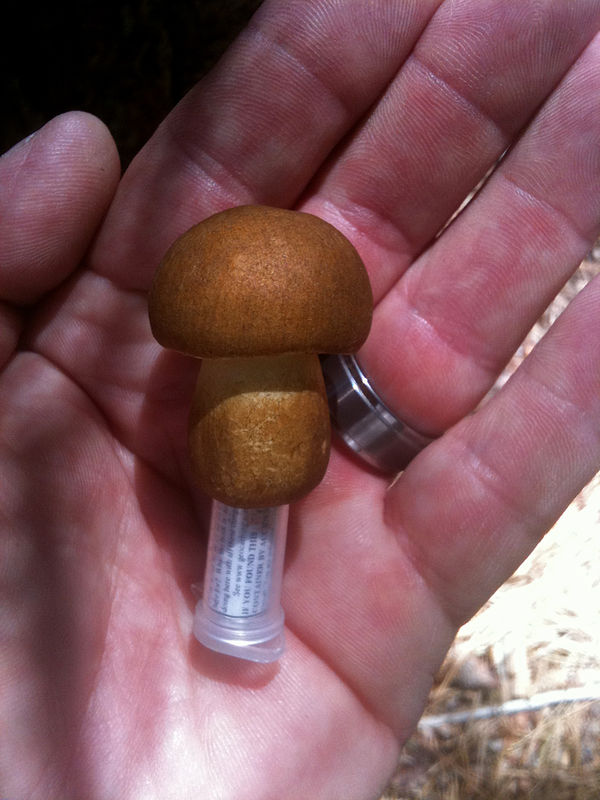 Here is a fake mushroom cache I found...