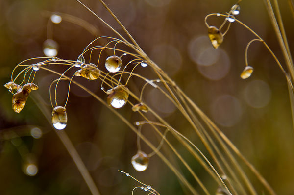 Last year's rattlesnake grass and droplets...