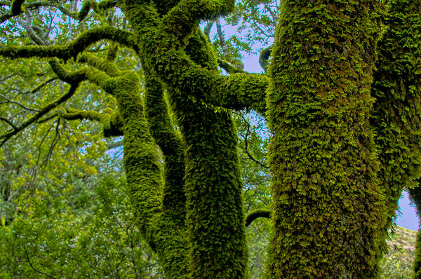Moss under forest canopy - Mt Tamalpais...