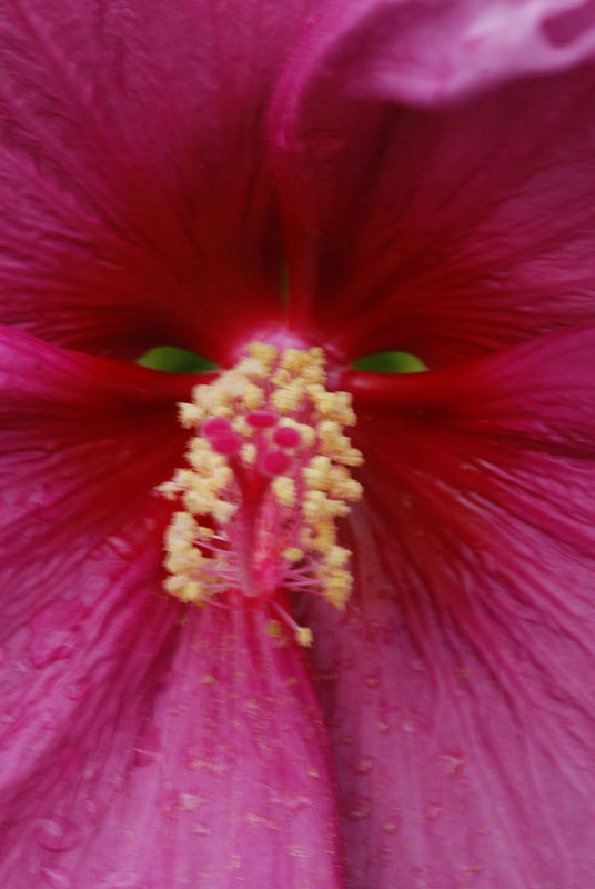 This is the inside of a flower with a 85 nikkor mi...