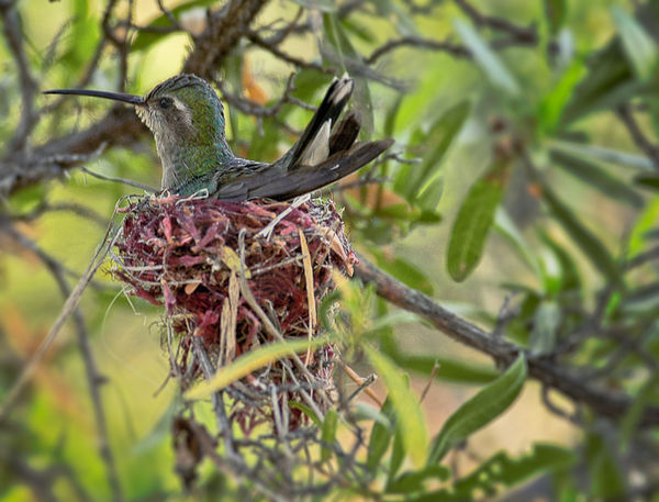 Broad-billed Hummingbird...