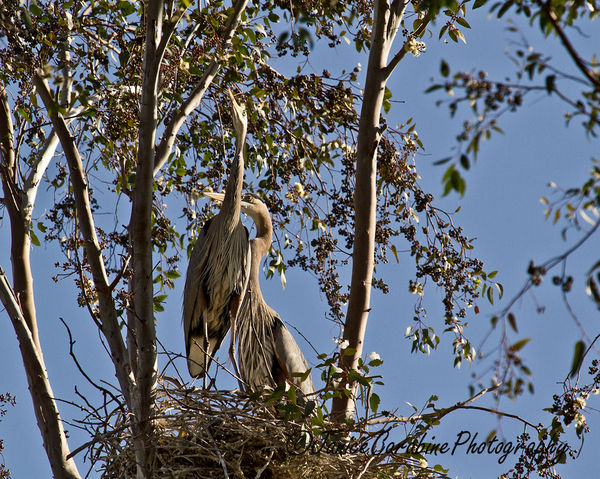 Here is the herons in a nest...