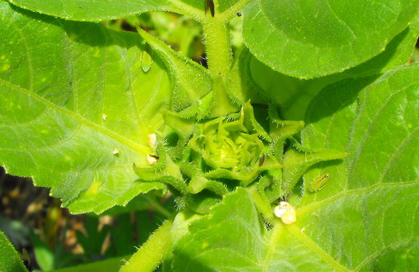 green bugs on green flower...