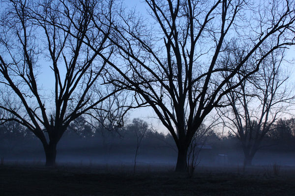 Sunrise fog in the pecan orchard...