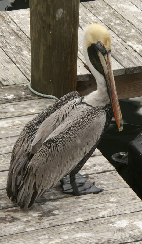 Pelican on dock/ cheat shot :)...