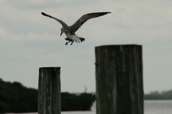 Gull coming in for a landing....