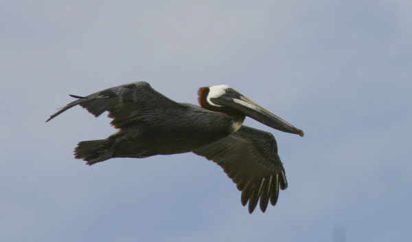 Pelican gliding and flying....