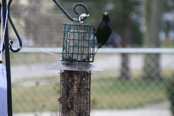 Starling stretchng before lunch...