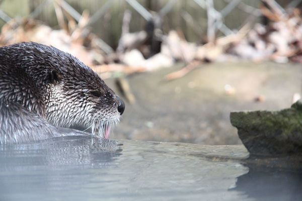 River Otter in its pool...