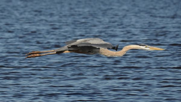 GBH - flew right in front of me!...